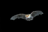 Pallid Bat 2.jpg