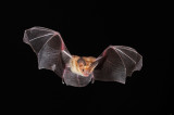 Pallid Bat.jpg