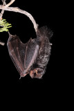 Silver-haired Bat 1.jpg
