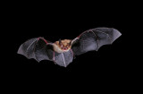 Southwestern Myotis 2.jpg