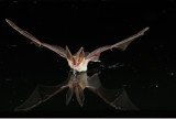 Townsends Big-eared Bat 2.jpg