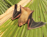 Western Yellow Bat 1.jpg