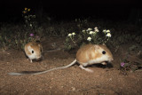 Desert Kangaroo Rats