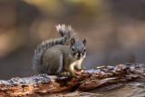Mount Graham Red Squirrel.