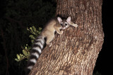 Ringtail cat