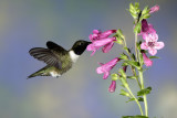 Black-chinned hummingbird.jpg
