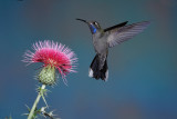 Blue-throat hummingbird.jpg