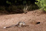 Banner-tailed kangaroo rat 51.JPG