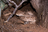 Western Diamondback rattlesnake 3 1.JPG