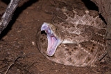 Western Diamondback rattlesnake 4 1.JPG