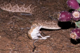 Western Diamondback rattlesnake eating Merriams kangraoo rat 21.JPG