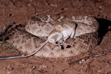Western Diamondback rattlesnake eating Merriams kangraoo rat 51.JPG