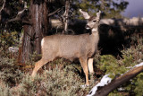 Rocky Mountain Mule Deer doe