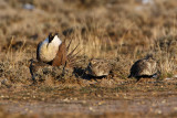 Sage Grouse