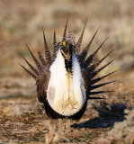 Sage Grouse