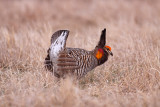 Greater Prairie-chicken