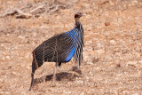 Vulturine Guinea Fowl.jpg