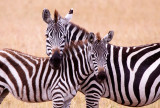 Plains Zebra.jpg