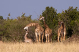 Giraffe Family.jpg