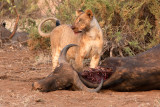 African Lion on Cape Buffalo kill.jpg