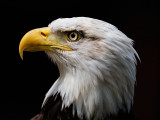 eagle head shot.jpg