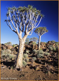 NAMIBIA - QUIVER TREE NATIONAL PARK