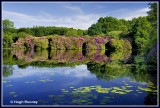  Ireland - Co.Monaghan - Rossmore Forest Park 