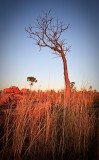 Boab Tree at Sunrise