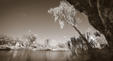 Manning Gorge and gum tree duotone