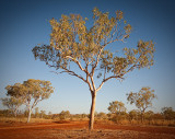 Kimberley Gum Tree