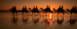 Camels silhouetted on Cable Beach