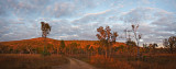 Leopold Ranges at sunrise Panorama