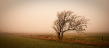 Tree in the Winter Mist