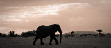 Elephant at Masaai Mara