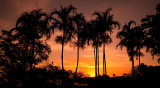 Palms in Bicentennial Park at sunset