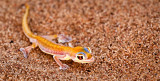Web Footed Gecko