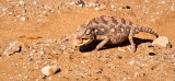 Chameleon in the desert