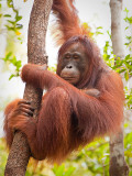Orangutan - hanging in my tree