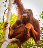 Orangutan - mother and baby in tree
