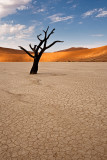 Solitary Twisted Tree at Deadvlei