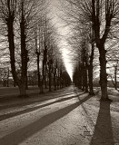 Søndermarken shadows