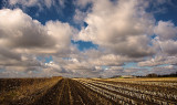 Corn Field and Clouds