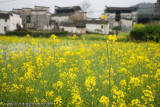 WuYuan And Its Rape Seed Flowers, JiangXi, China 2008