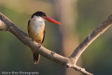 Black-Capped Kingfisher (winter migrant)