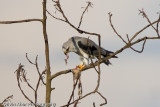 Black-Shouldered Kite