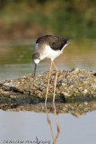 Black-Winged Stilt (juv)