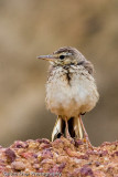 Padifield Pipit