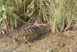 Painted Snipe (female)