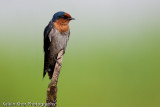 Barn Swallow