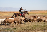 Sheeps Herding